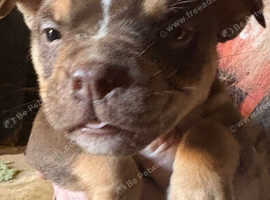 American bulldog puppies
