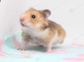 Beautiful male and female Syrian hamsters