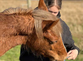 Chestnut welsh d colt