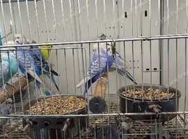 Budgies Glasgow