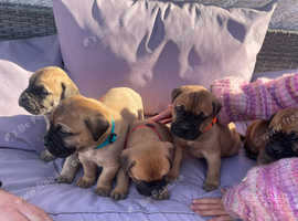Adorable bullmastiff puppies