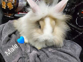 Lionhead bunnies for sale best sale near me