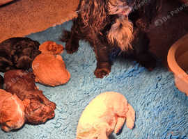 7 Stunning Cockerpoo Pups for sale