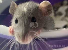 Baby dumbo female rat