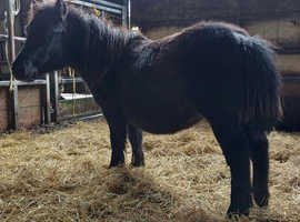 Tiny 32 Inch Shetland colt