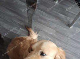 Golden retriever