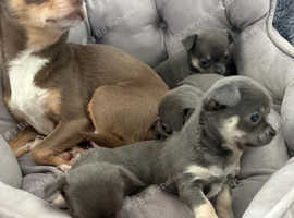 Adorable Apple Head Blue Tri Chihuahua Puppies - Ready Soon!