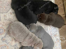 Beautiful shar pei puppies