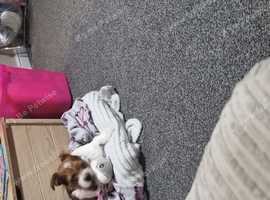 Female dog
