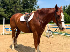 Horse for sale near me