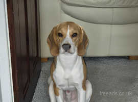 10 Month Old Male Beagle Puppy