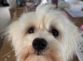 Maltese girl
