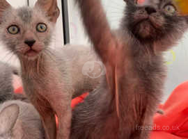 Beautiful Lykoi kittens