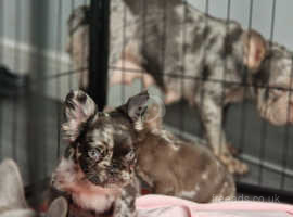 New shade french bulldogs, big rope and fluffy