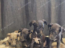 Beautiful whippet puppies