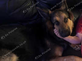 10 month old German shepherd