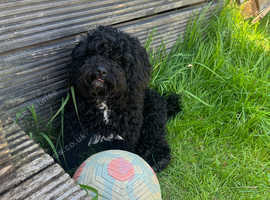 Beautiful 8month old male cockerpoo