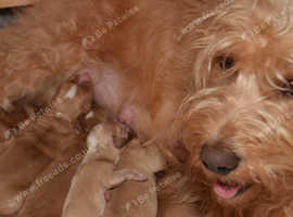 Miniature Australian Labradoodles