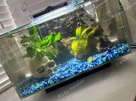 Tropical fish tank with guppies, betta.