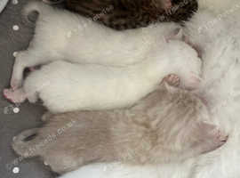 Kittens