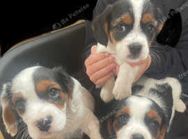 Jack Russell X pups for sale