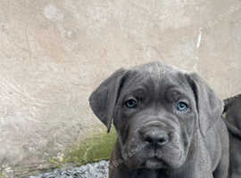 Cane Corso Puppies X2 Blue Females Left in Burton On Trent DE14 on ...