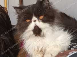 Exotic Persian 2 years old male