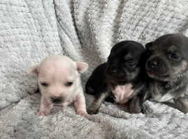 Looking for chihuahua hot sale puppies for sale