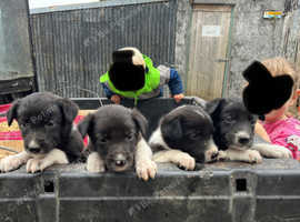 Border collie puppies for sale