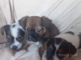 Docked jack russell sales puppies for sale