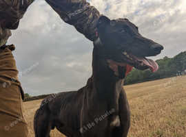 greyhound male for sale