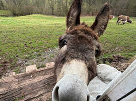 Gorgeous donkey gelded male 16 months old