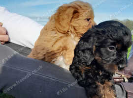 Stunning fully health assessed puppies available for loving homes