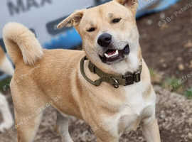Mix breed looking for home