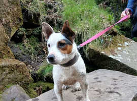 Jackrussell terrier ( FOR STUD ONLY )
