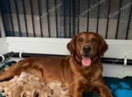 Rehoming Gentle Golden Retriever puppies