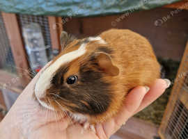 Baby guinea pigs