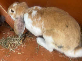 2 X male rabbit with cage and excessery