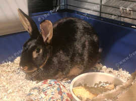 Female bunny
