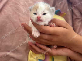 Ragdoll cross kittens