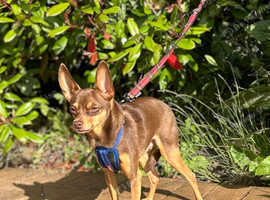Russian toy terrier now reserved