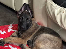 12 week old female