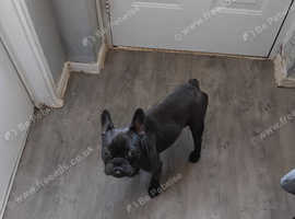 9 month old male blue  french bulldog