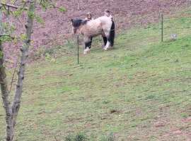 Beautiful Dun New Forest gelding