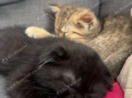 2 BEAUTIFUL SCOTTISH FOLD KITTENS