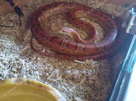 Carolina corn Snake with vivarium