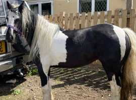 Mare horse for sale .