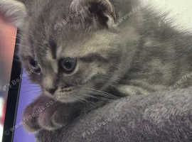Kittens for sale