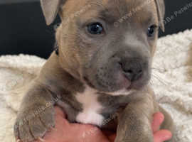 Rare fawn red/blue