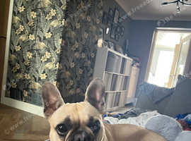 2 year old French Bulldog, Lola